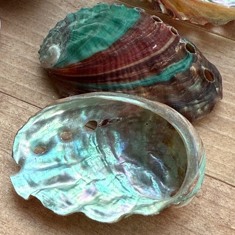 Real ABALONE Shells Polished Nautical DIY Crafting Decor Coastal Mixed Bulk lot